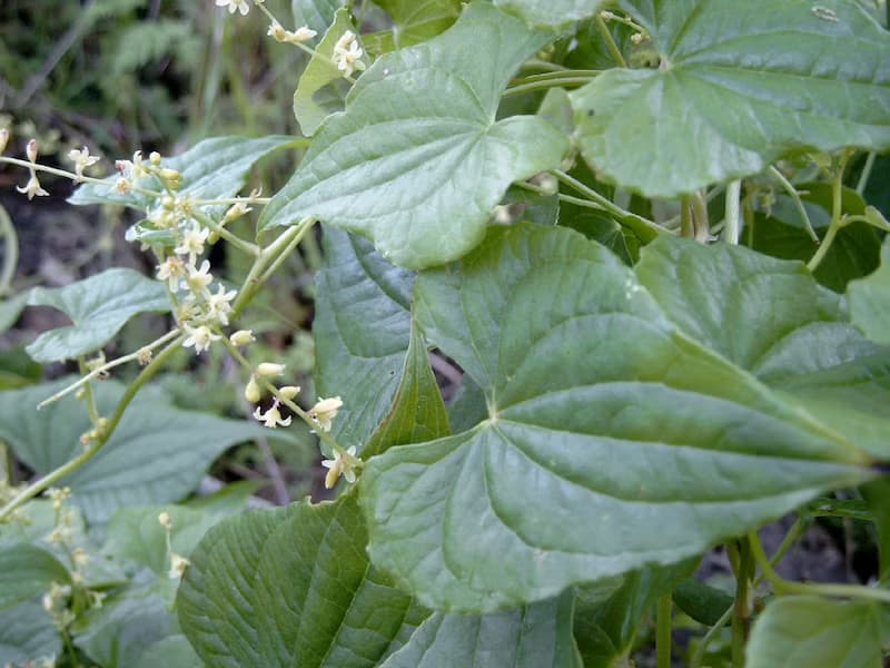 Untul pământului: Planta cunoscută drept „iarba femeilor bătute“ care înlocuiește antiinflamatoarele chimice fără efecte